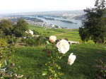 Blick v. Niederwalddenkmal auf Rüdesheim/view from the monument on to Rüdesheim