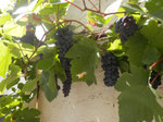 Hausreben/grapes at the house