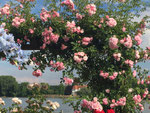 Blick auf den Rhein in Eltville/rhine view in Eltville