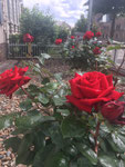 rot Rosen im Vorgarten/red roses in front of the house