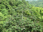 Der Guarumobaum ( Cecropia pentata) im optimalen Sichtfeld