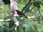 Der Streifentyrann (Myiodynastes maculatus)