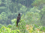 Ein Krähenstirnvogel (Psarocolius decumanus)