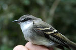 Mecoceruculos leucophrys