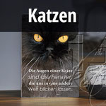 Holzbilder mit Katzen, Hundebilder, Katzenspruch, Katzenfreunde