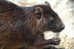 Hutia