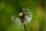 Pusteblume. Heiko Friedel