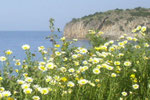 Frühlingsmargeriten auf der Anhöhe der Voulisma-Beach