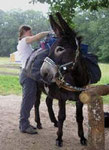 donkey trekking