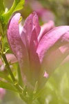 rental with Limousin garden