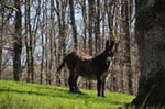 rent a donkey to hike