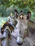 hike with a donkey