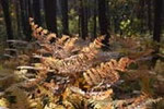 millevaches natural park rental