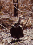Avvoltoio (hooded)