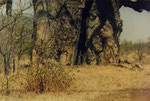 La piccola e il gigante. Gli amaZulu chiamano il baobab Inkhome wemuthi, la balena degli alberi.