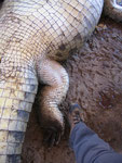 Il piede di un coccodrillo di 450 cm.
