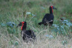 Ground hornbill. Un grosso tucano che si nutre di serpenti velenosi e scorpioni