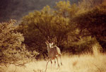 Kudu bull