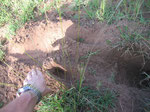 Scavo di un oritteropo, il formichiere africano. Pesante anche 75 Kg, scava gallerie profonde parecchi metri Si vede il segno della robusta coda che usa come appoggio durante lo scavo