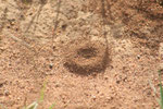 Ingresso di formicaio di formiche del genere Camponotus
