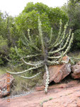 Euforbia del Transvaal (E.cooperi) pare sia quella con il lattice più tossico, tra le euforbie.