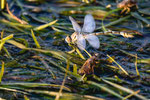 Skutarisee