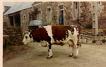 la vache devant la maison, dans les années 1970 ...