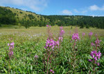 Beautiful alpine plants