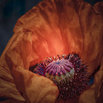 Ingrid Hofbauer: Mohn