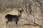 waterbok