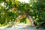 an oddly grown tree in the park next to the Samani mausoleum