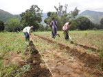 SMECAO agriculture extension officer (Massawe) and volunteer (Janis) providing technical assistance at  sunflower demo plot (Kwakoa)