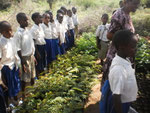 Tree nursery Kwakoa Primary School