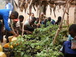 Weeding of tree nursery with Tongweni Primary School Environmental Club during monitoring