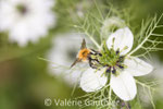 Bourdon sur une nigelle (France)