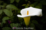 Arum (Madère)