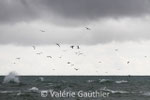 Vol de fous de Bassan à Grenen (Danemark)