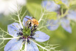 Bourdon sur une nigelle (France)