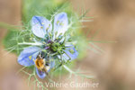 Bourdon sur une nigelle (France)