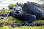 Iguane marin - Galápagos (Equateur)