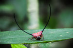 Araignée dans le parc de Khao Yai (Thaïlande)