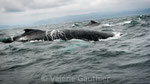 Baleines observées à proximité de Puerto Lopez (Equateur)
