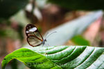 Papillon aux ailes transparentes dans la forêt de Vilcabamba (Equateur)
