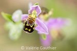 Ophrys Apifera (France)