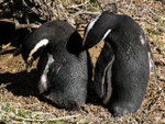 Manchots de Magellan à Punta Tumbo (Argentine)