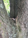 Bäri hat sich im Baum versteckt