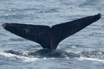 20140319b  Location:Edatekujima  Photographer:Hideki Sai  G2:20140319a
