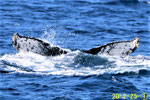 20200225b_Miyakozaki_Sai_G2_20200225aと同群