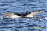 20200123a_Toenoki_Sai_G2_20200123bと同群