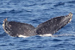 20130223b  Location:Kiyama-jima  Photographer:Hideki Sai  G2:20130223a